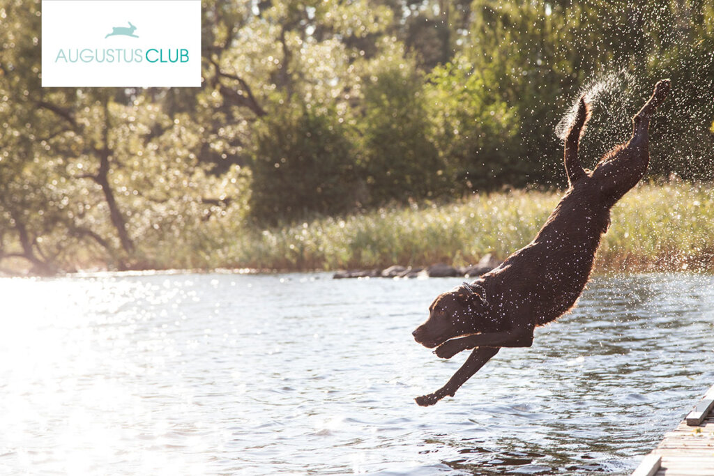 Hund springt ins Wasser