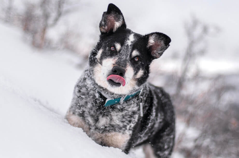 Hund steht im Schnee