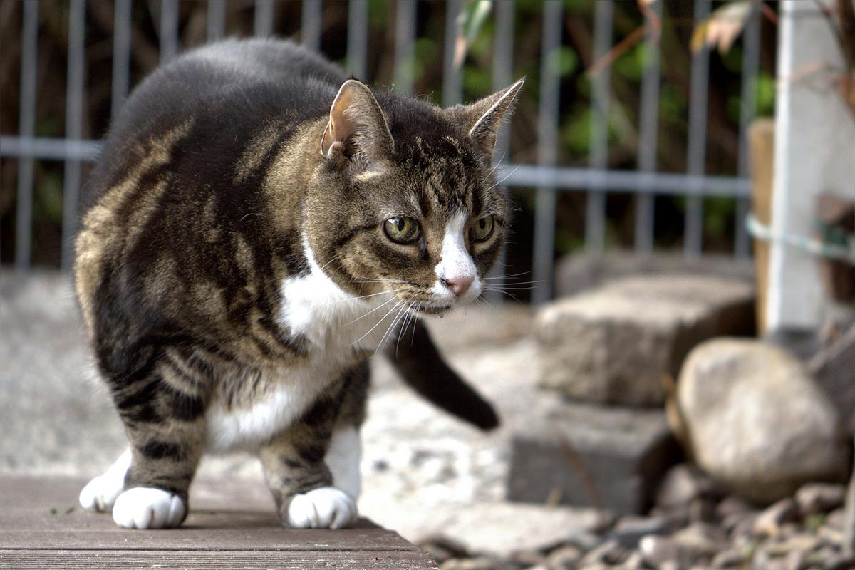 Katze krank? 7 Anzeichen, dass es Ihrer Katze schlecht geht