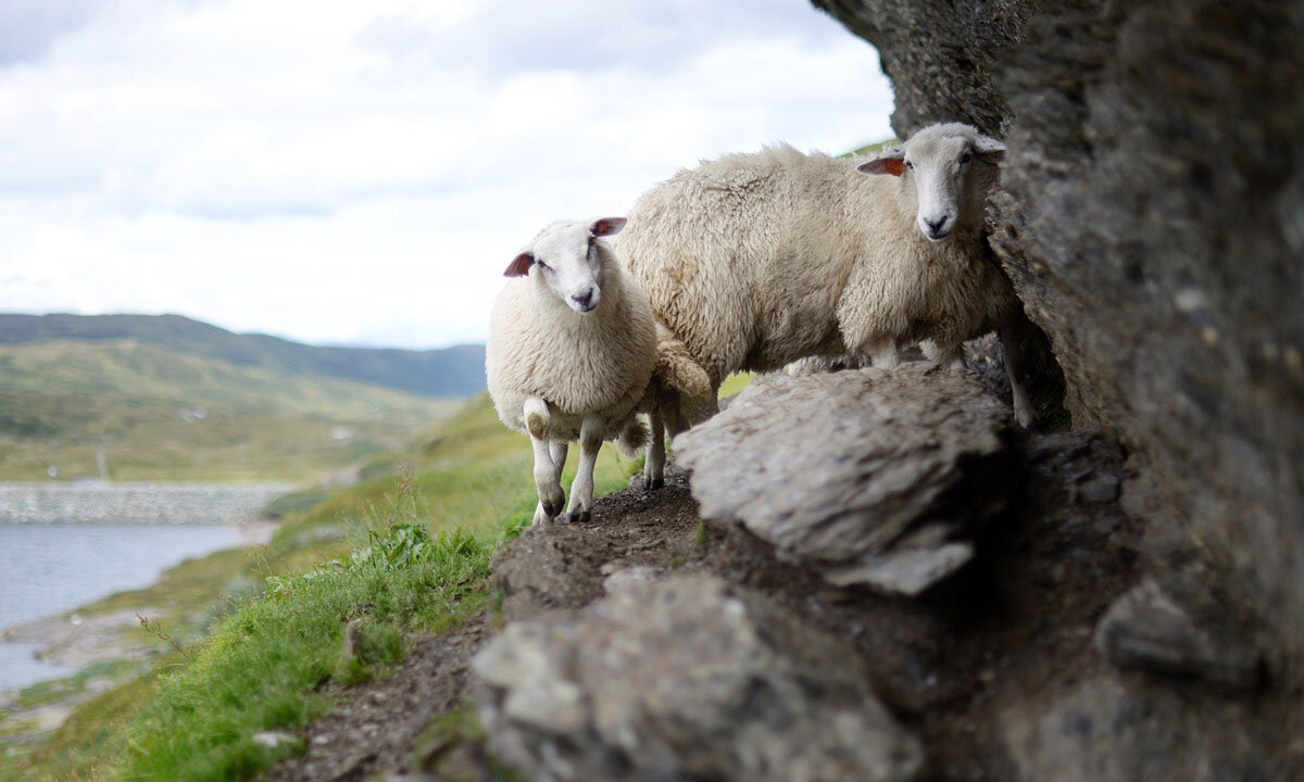 Zwei Schafe stehen vor einer Wiese auf Felsen.