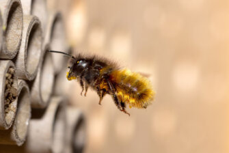 7 Wege, Bienen Zu Helfen: Bienenfreundliche Blumen Pflanzen & Co ...