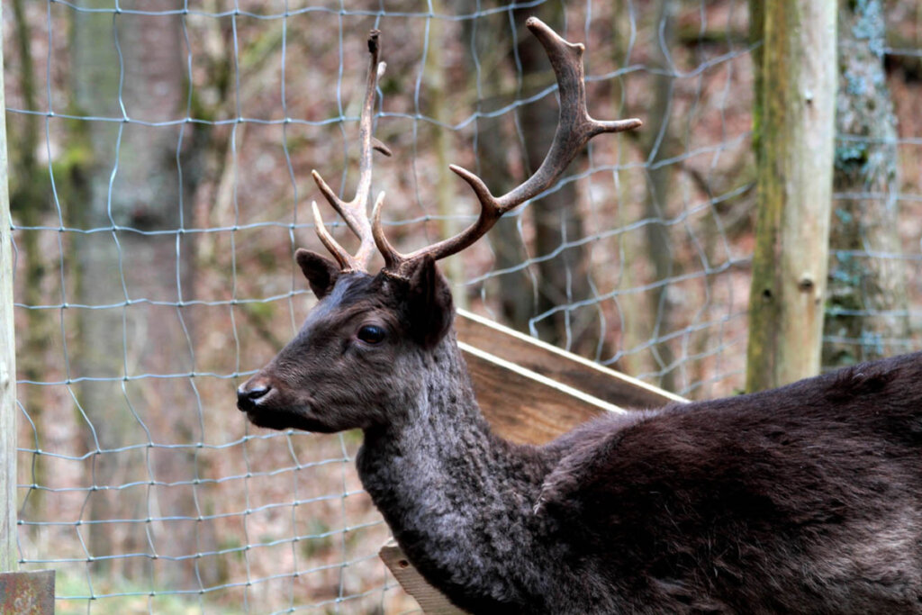 Ein Hirsch im Wald