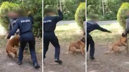 Polizist schlaegt Hund