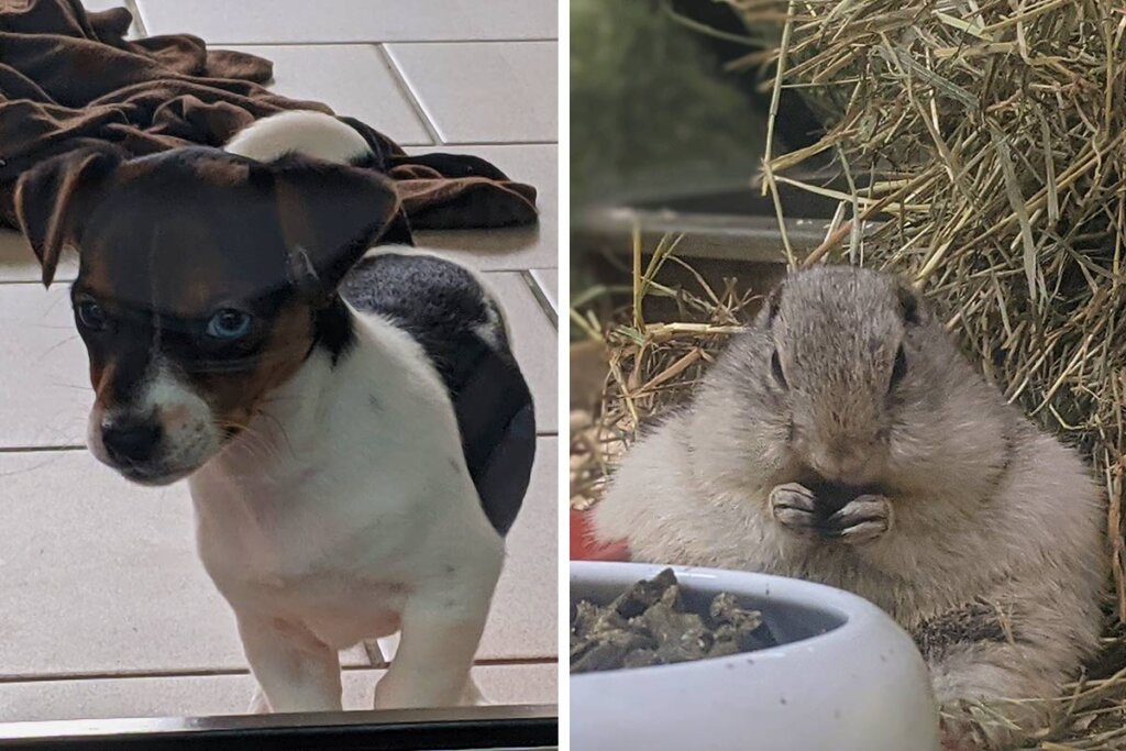 Collage Hund und Hamster vom Zoogeschaeft