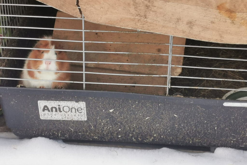 Meerschweinchen im Stall ausgesetzt im Schnee