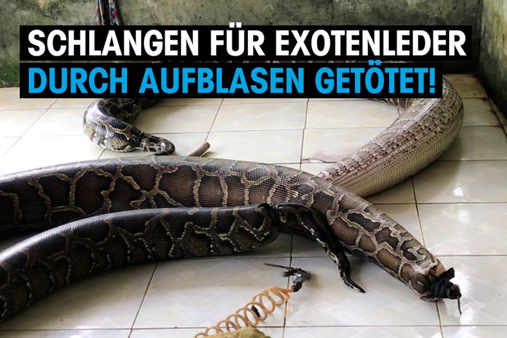 Thumbnail Schlangen für Exotenleder durch Aufblasen getötet