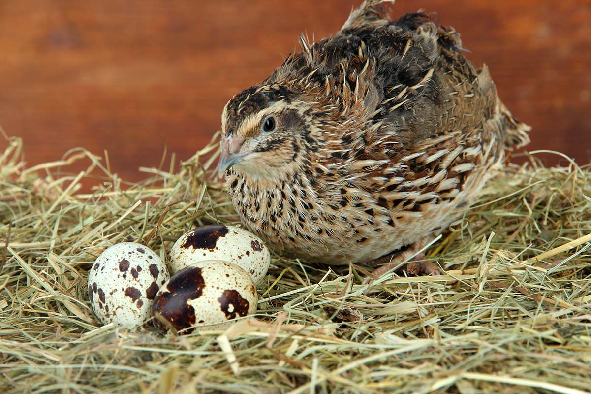 eier-und-fleisch-von-wachteln-kleine-v-gel-gro-es-leid