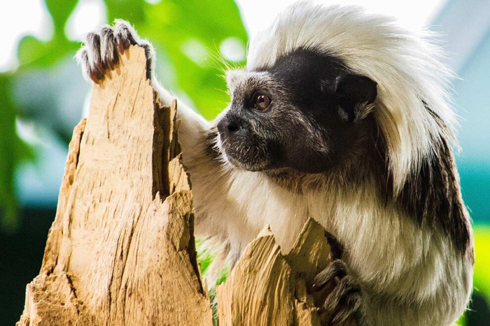 Die 10 häufigsten exotischen Säugetiere im Haustierhandel