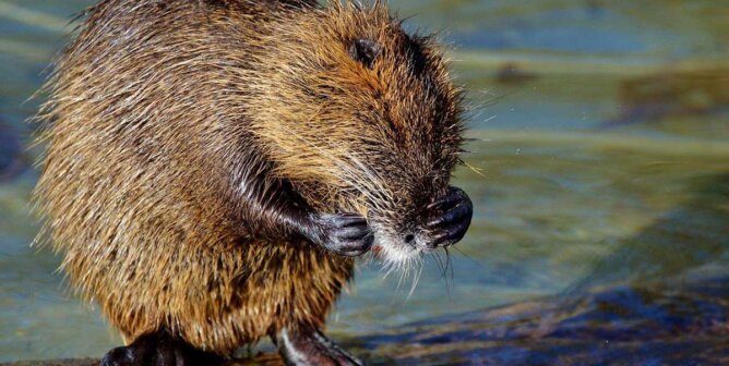 Nutria putzt sich am Wasser.