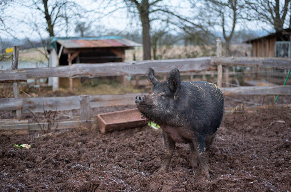 Schwein auf einem Lebenshof