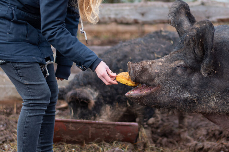 Schweine retten &amp; richtig halten 5 Tipps für die Schweinehaltung