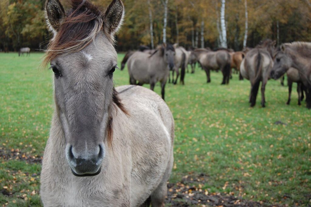 Pferd im Fokus auf der Wiese