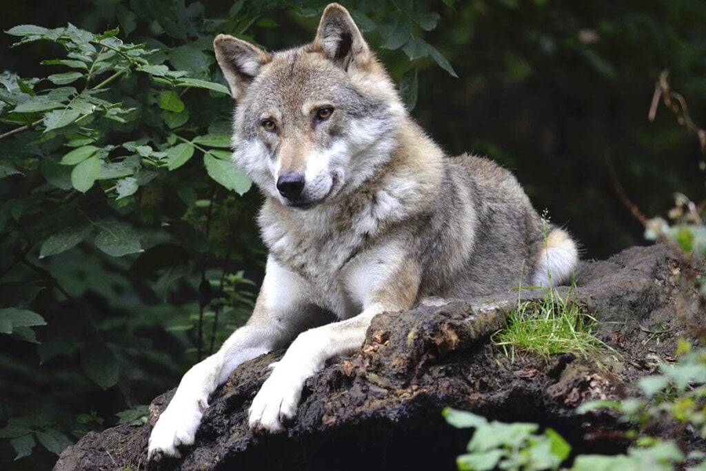 Wolf liegt auf Felsen