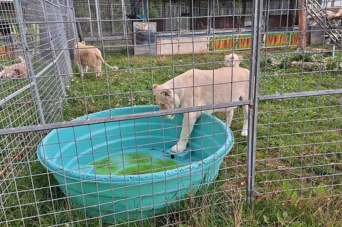 Löwe betritt innerhalb eines Käfigs in eine Wanne.