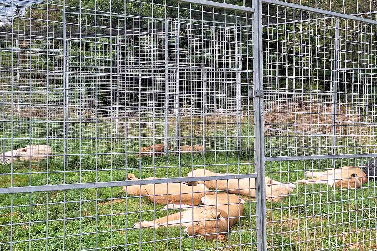 Löwen liegen auf dem Gras in einem Käfig.