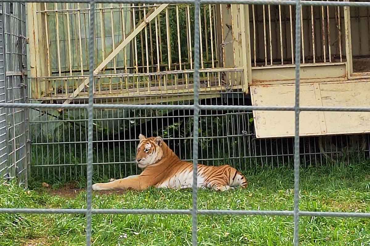 Ein Tiger in einem kleinen Käfig.