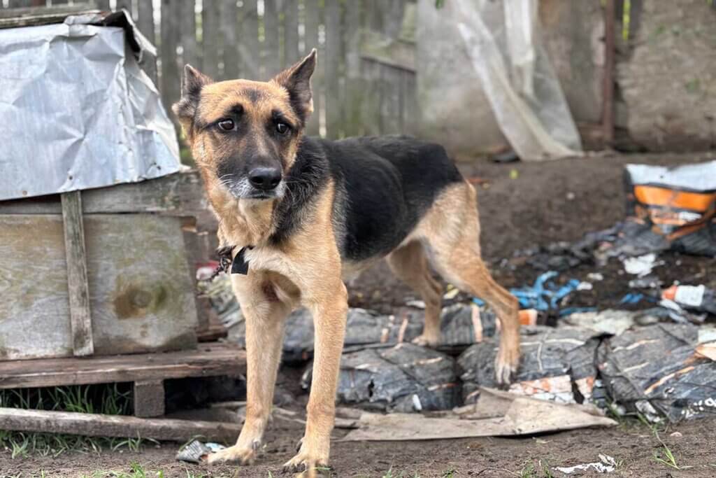 Ein abgemagerter Hund im Dreck.