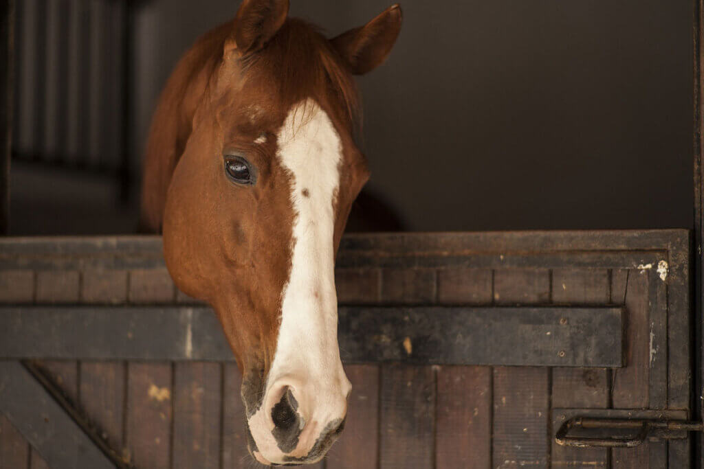 Ein Pferd steht im Stall hinter einer Holztuer.