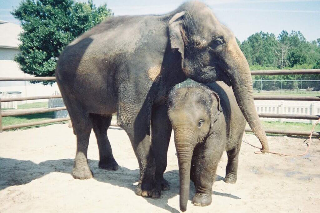 Elefanten von Ringling Bros Circus