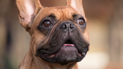 Franzsoesische Bulldogge