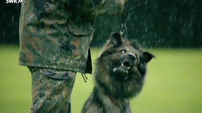 hund wird am halsband gezogen