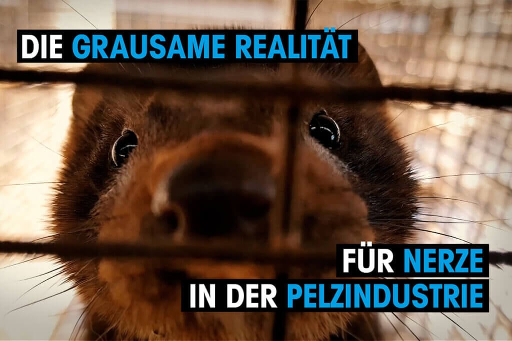 Thumbnail Die grausame Realitaet fuer Nerze in der Pelzindustrie