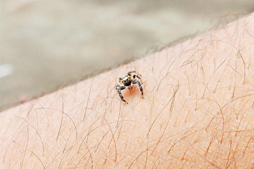 Spinne auf dem Arm eines Menschen