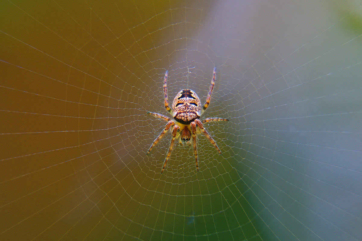 Die Spinne – 11 faszinierende Fakten über Spinnen