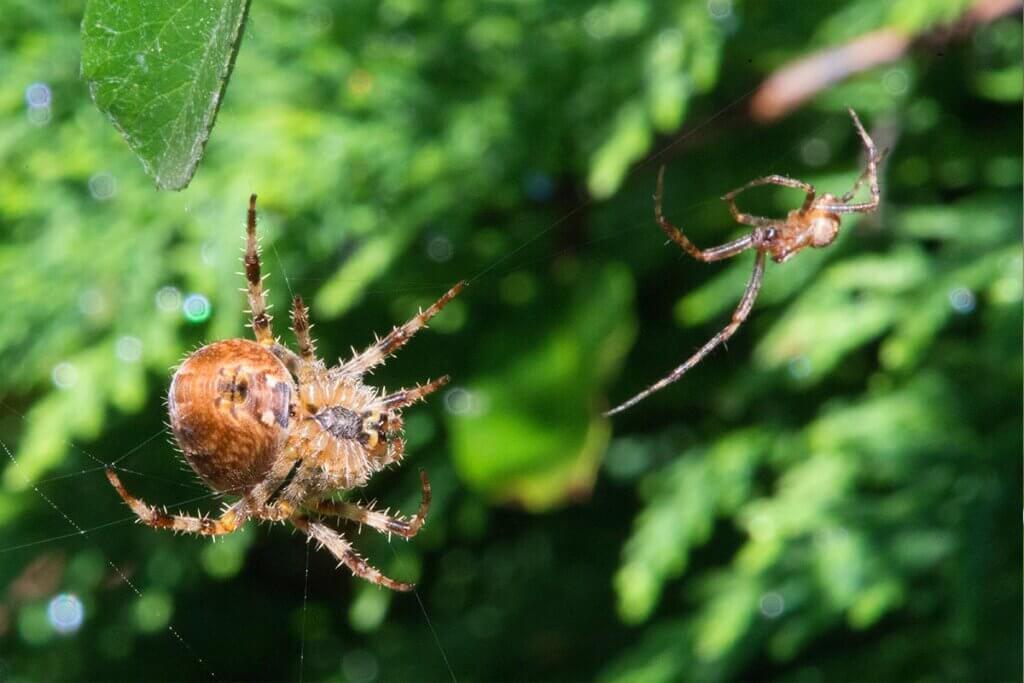Spinnenpaar auf einem Netz