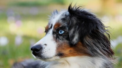 Australian Shepherd