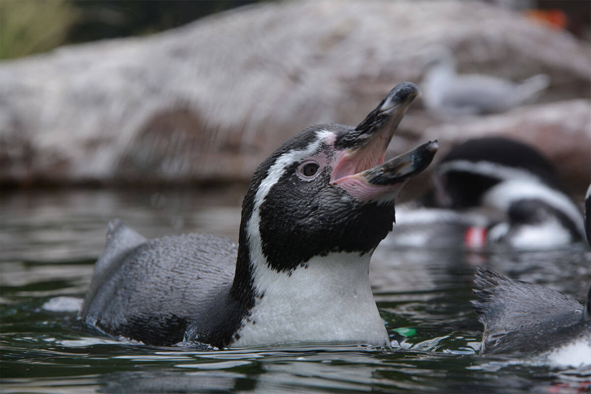 African penguin