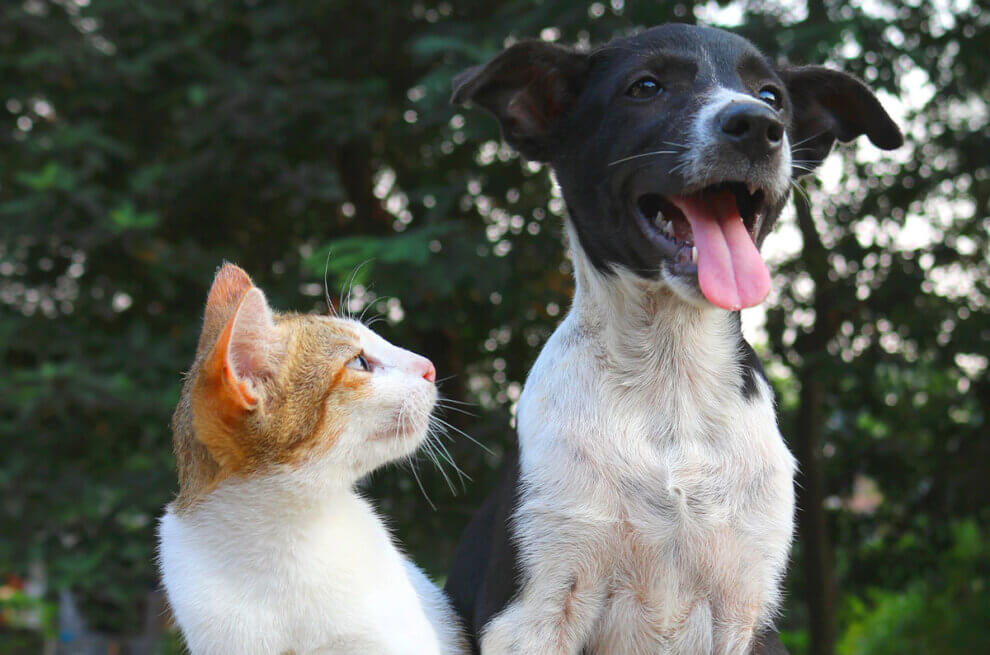 Hund und Katze