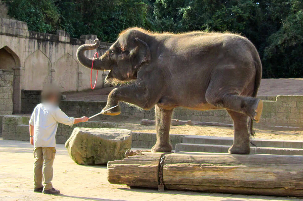 zoo hannover elefant kunststueck