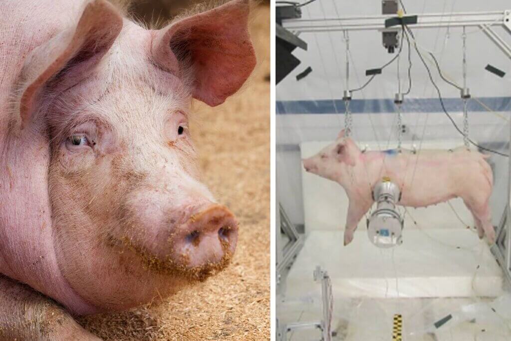 Collage Schwein und Crashtest mit Schwein