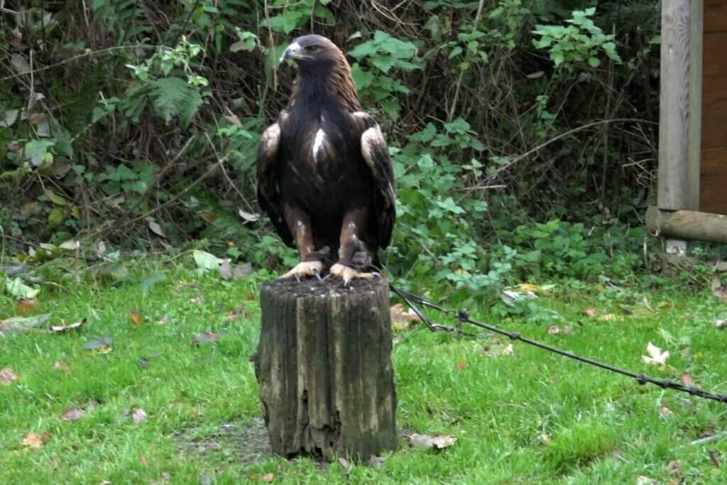 Angebundener Greifvogel sitzt auf einem Stamm