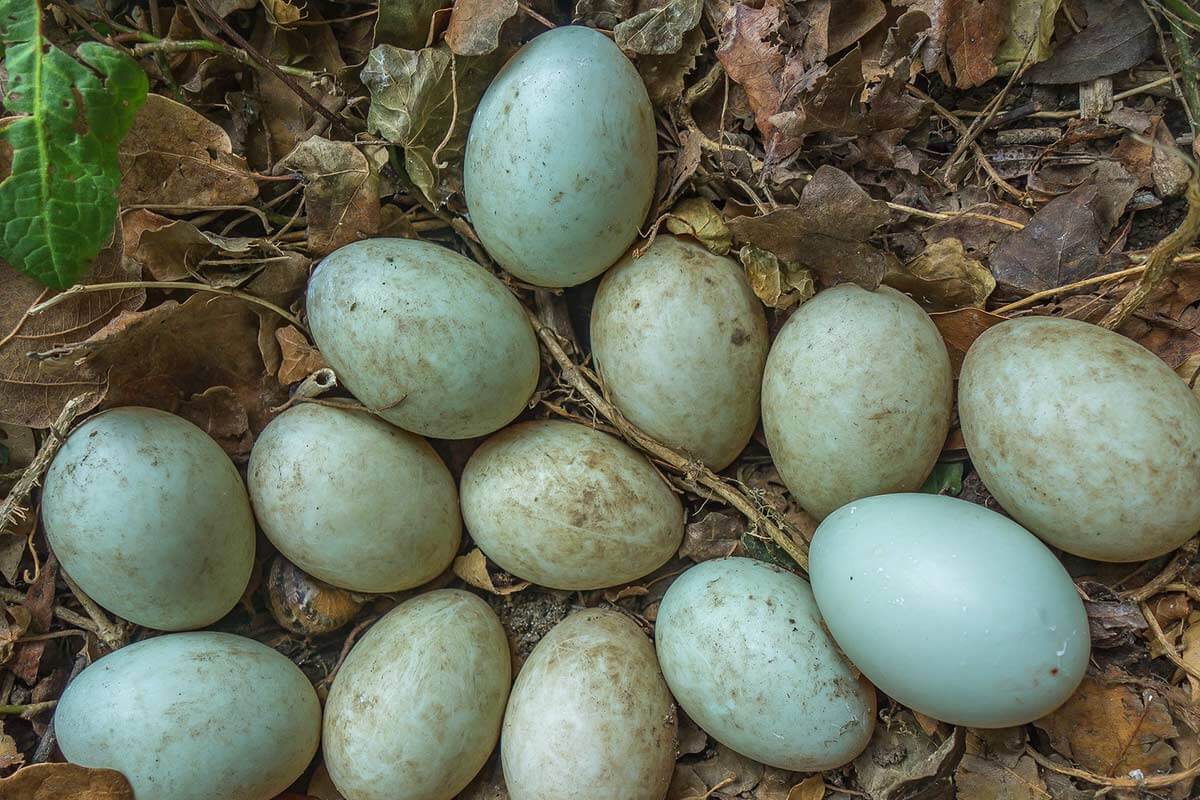 Enteneier: Warum niemand die Eier von Enten essen sollte