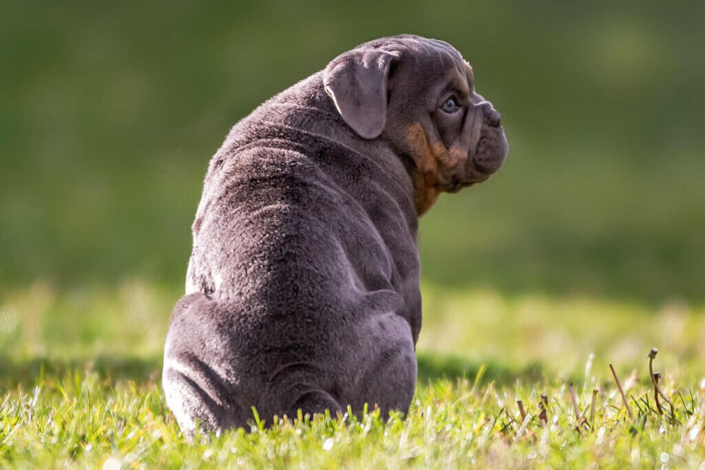 Ein brauner Hund sitzt auf einer Wiese