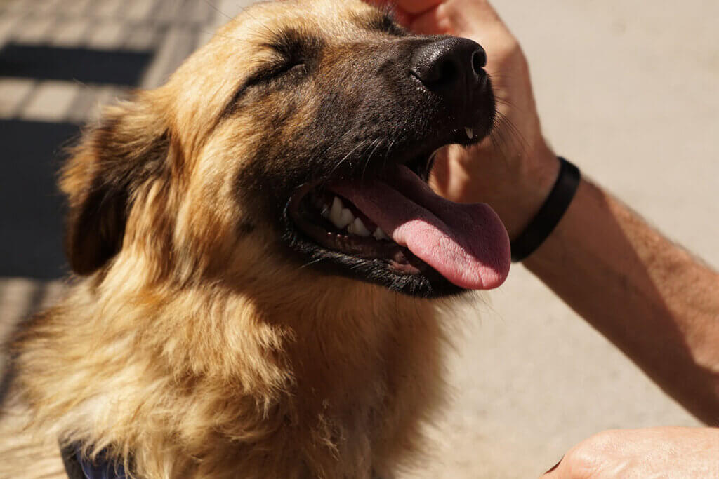 Ein Mensch streichelt einen braunen Hund am Kopf.