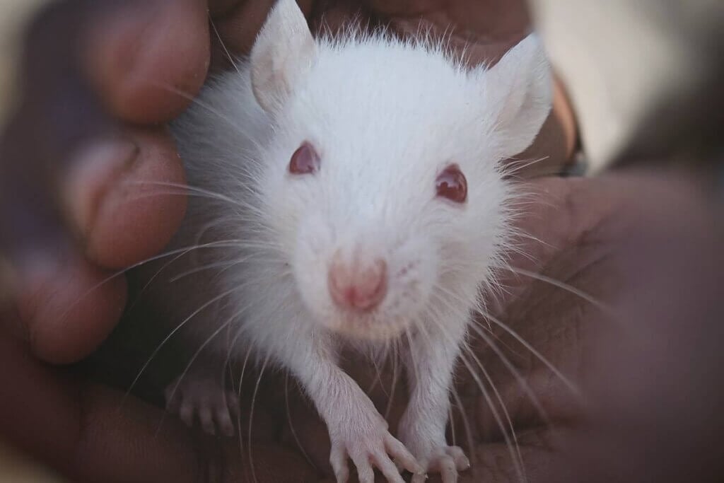 Person haelt weisse Ratte in den Händen