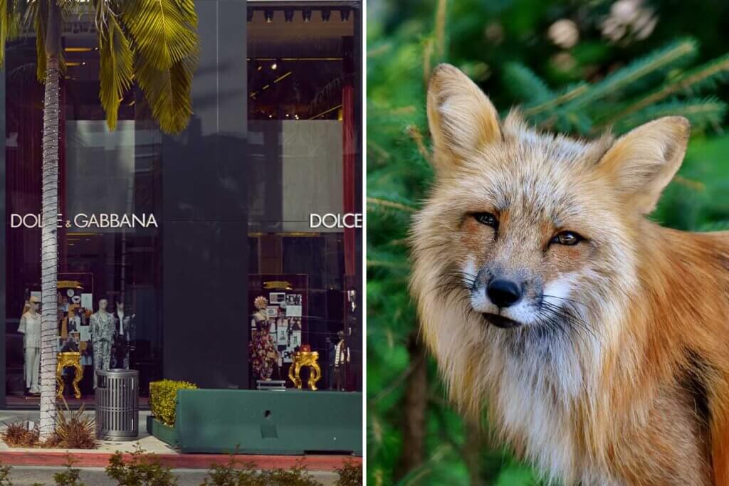 Collage Dolce und Gabanna Laden und Fuchs