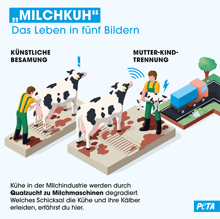 Grafik. Leben einer Kuh in der Milchindustrie