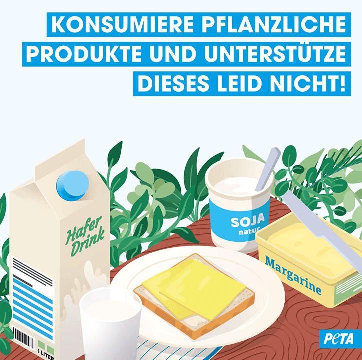 Grafik. Konsumiere pflanzliche Produkte und unterstuetzte kein Tierleid.