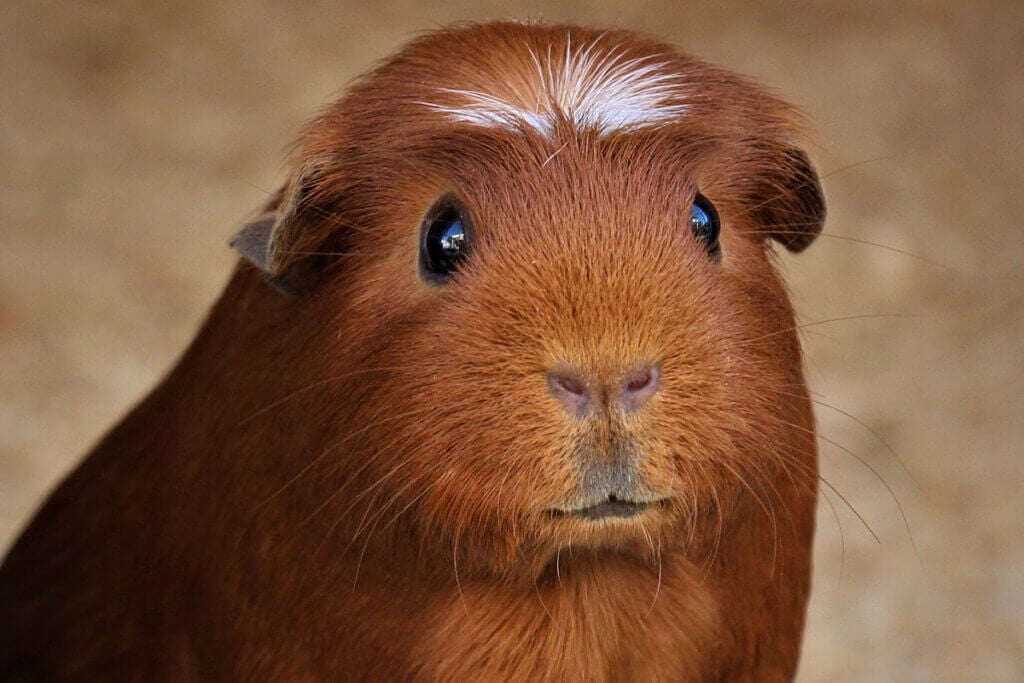 Ein braunes Meerschweinchen mit weissem Fleck auf der Stirn.