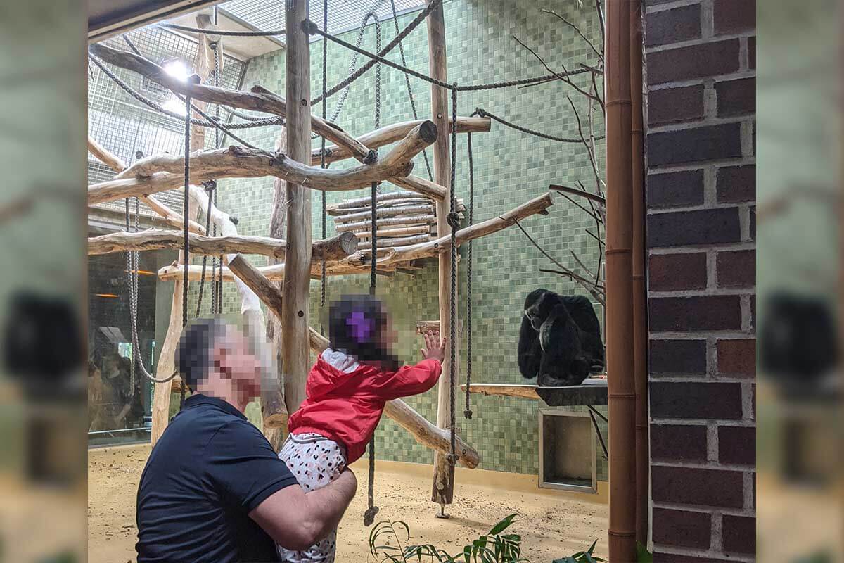 Ein Vater hält ein Kind im Arm, welches mit der Hand gegen die Glasscheibe lehnt und auf einen traurigen Gibbon schaut.