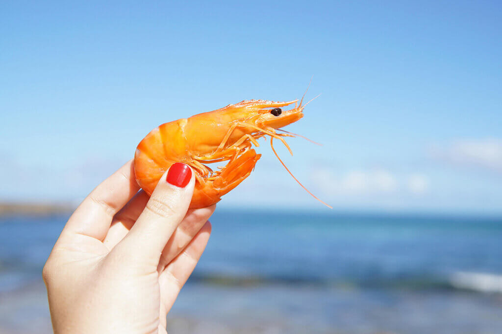 Eine Person hält einen Shrimp in der Hand und im Hintergrund ist ein Strand und das Meer zu sehen.