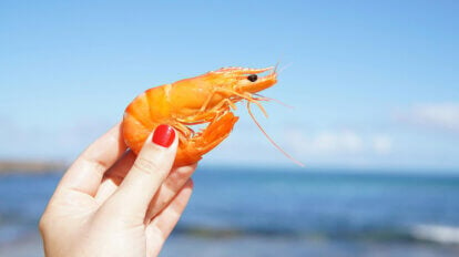 Eine Person hält einen Shrimp in der Hand und im Hintergrund ist ein Strand und das Meer zu sehen.