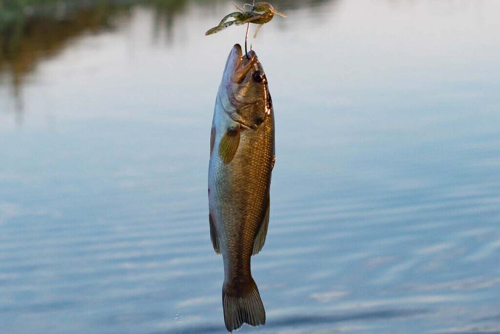 Fisch haengt am Haken