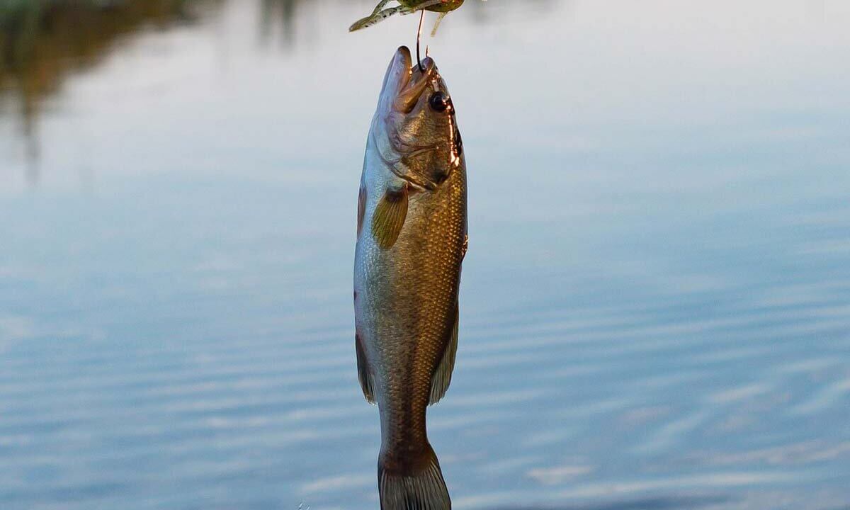 Fisch haengt am Haken