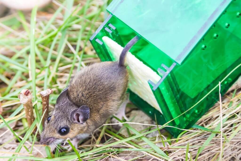 Lebendfalle für Maus, Ratte & Co. – tierfreundliche Fallen