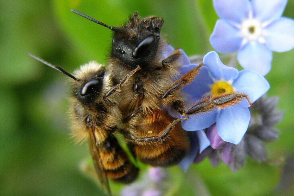 Zwei Bienen haengen an einer Blume